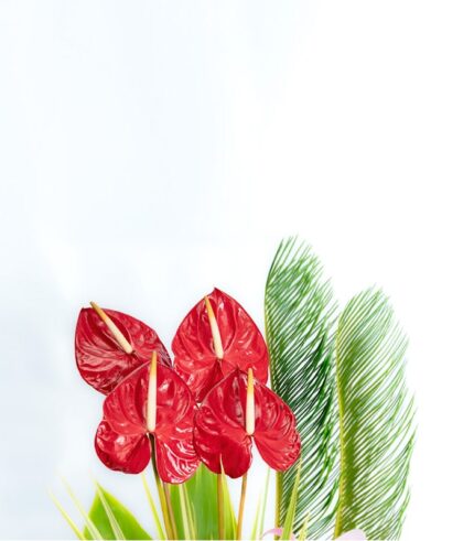 Obsesión - Image 3