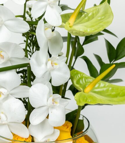 Resplandor de Orquídea - Image 4