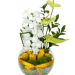 Resplandor de Orquídea