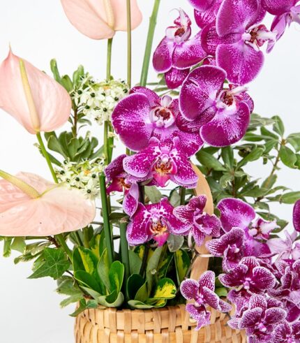 Velero de Orquídeas - Image 3