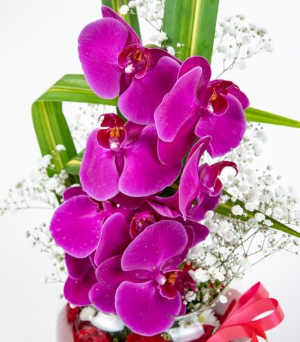 Pecera de Amor - Image 3