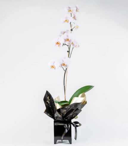 Planta de Orquídea Lila - Image 4