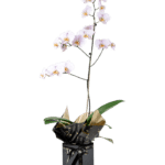 Planta de Orquídea Lila