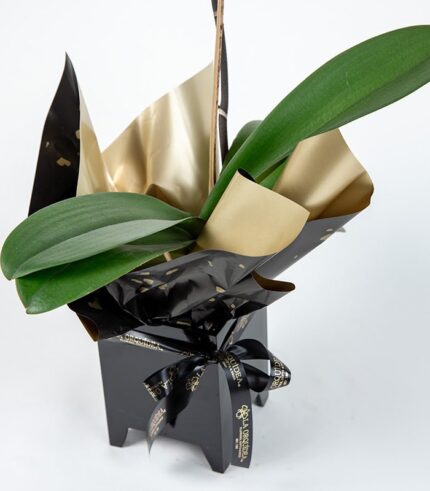 Planta de Orquídea Lila - Image 3