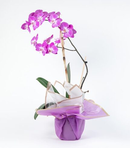 Planta de Orquídea Morada - Image 4
