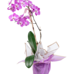 Planta de Orquídea Morada