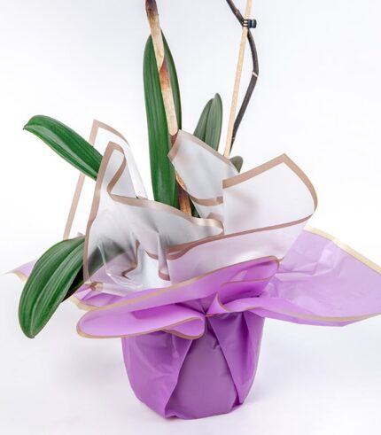 Planta de Orquídea Morada - Image 3