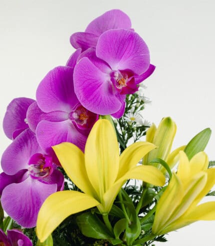 Tesoro de Orquídeas - Image 3