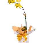 Planta de Orquídeas Amarillas