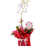 Planta de Orquídeas Blancas
