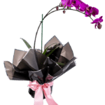 Planta de Orquídeas Moradas