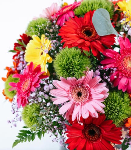Estallido de Gerberas - Image 5
