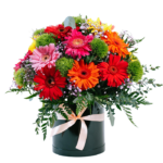 Estallido de Gerberas